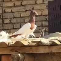 یهودی نر پابلند پاک بدون غلط