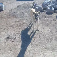 توله