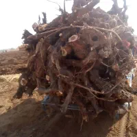 خرید انواع چوب درختان خشک و چوب سقفی|خدمات باغبانی و درختکاری|زنجان, |دیوار