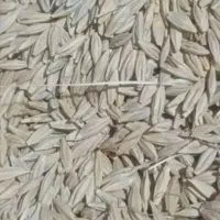 جو محلی