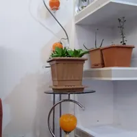 آباژور