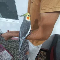 عروس هلندی ی ساله ۱تومن