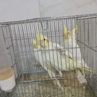 عروس هلندی لوتینو|پرنده|قم, سراجه (۱۵ خرداد)|دیوار