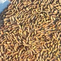 بلوط درجه یک ریز|حیوانات مزرعه|شوشتر, |دیوار