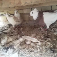 کفتر و مرغ محلی|پرنده|بندر ماهشهر, |دیوار