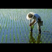 زمین با آب چاه به اجاره داده میشه اب دایم