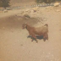 فروش ۲ راس بز جوان ابستن