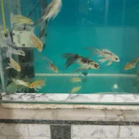 فروش تعدادی ماهی کوی|ماهی|بروجرد, |دیوار