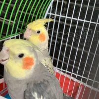 عروس هلندی|پرنده|شیراز, فاضل|دیوار