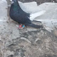 کبوتر ارزون|پرنده|کاشمر, |دیوار