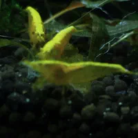 فروش ماهیان اکواریوم تک و عمده قیمت بصرفه