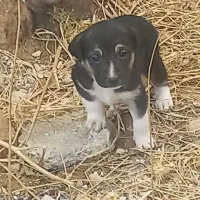 سگ ژرمن|سگ|شیراز, حسن آباد|دیوار