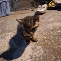 واگذاری گربه بچه