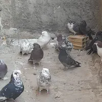 کفتر|پرنده|کهک, |دیوار