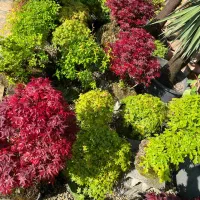 افرا سرخ ژاپنی|گل و گیاه طبیعی|تهران, محمودیه|دیوار