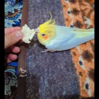 عروس لوتینو نروماده