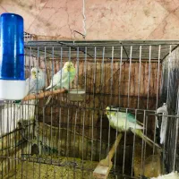 عروس هلندی اهلی و مرغ عشق