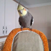 عروس هلندی سخنگو