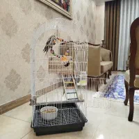 یک جفت عروس هلندی نر و ماده به همراه قفس کامل