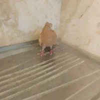 کبوتر|پرنده|محلات, |دیوار