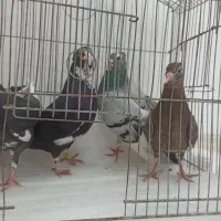 پلنگ سییاه ،سبز ،قهوه ای|پرنده|کیانشهر, |دیوار
