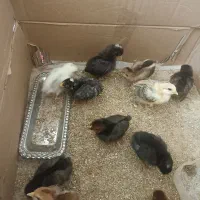 جوجه مرغ ۲۰روزه