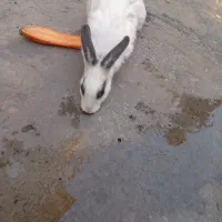 خرکوش