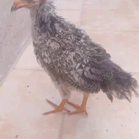 فروش ۲عدد جوجه مرغ پاپر و خروس گلین
