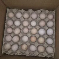 تخم مرغ کودی و نوک زده