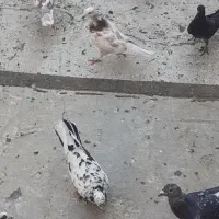 ۳۰ تا کفتر|پرنده|قم, انسجام|دیوار