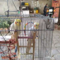 عروس هلندی|پرنده|سجاس رود, |دیوار