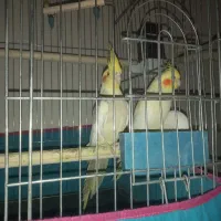 عروس هلندی جفت