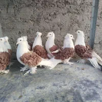 دوکت جکسون|پرنده|اصفهان, ارغوانیه|دیوار