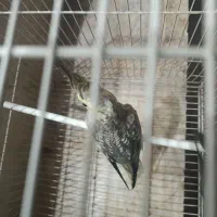 عروس هلندی جوجه 5 ماهه|پرنده|مشهد, محمدآباد|دیوار