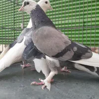 کبوتر پرشی|پرنده|تهران, ائمه اطهار|دیوار