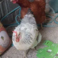 مرغ تخم گذار