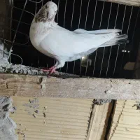 کفتر پر...شی