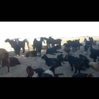 100عدد بزداشت بفروش میرسد|حیوانات مزرعه|بهبهان, |دیوار