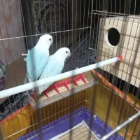 فروش یک  جفت کوتوله رودخانه ماشنگی