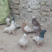 کبوتر|پرنده|زابل, |دیوار