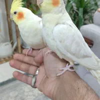 عروس هلندی