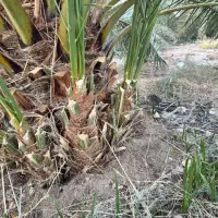 فروش پاجوش خاصویی|گل و گیاه طبیعی|بستک, |دیوار