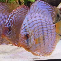 ماهی دیسکس|ماهی|فردیس, شهرک راه آهن|دیوار