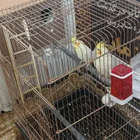 یک جفت عروس سالم با قفس ولوازم|پرنده|پیشوا, |دیوار