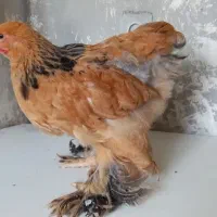 جوجه برهما|حیوانات مزرعه|قلعه نو, |دیوار