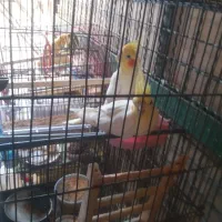 عروس هلندی لوتینو نر وماده|پرنده|تهران, زرکش|دیوار