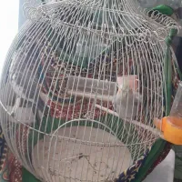 عروس هلندی|پرنده|طرقبه, |دیوار