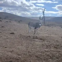 خر نره جوان تند رو مناسب گله داری