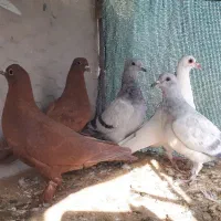 جوجه گلی جوجه سبز