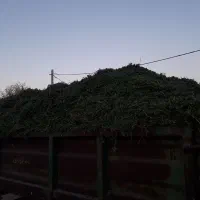 یونجه درجه یک کامل برگ|حیوانات مزرعه|دهگلان, |دیوار